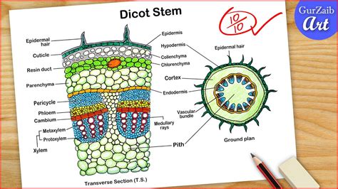 Ts Of Dicot Stem