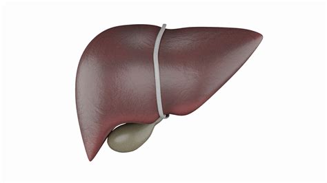 Ts Of Liver