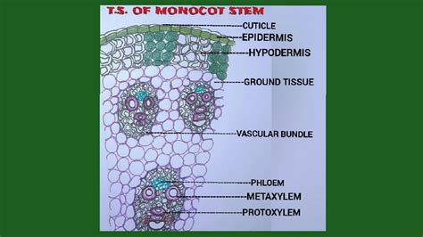 Ts Of Monocot Stem