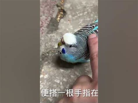 Novak Djokovic beats Carlos Alcaraz at Australian Open in display of physical and tactical