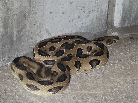 Dreamforce 2025 San Francisco Dates Tonye