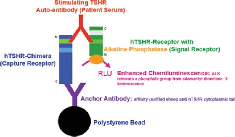 tsi in thyroid