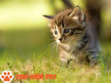 tuổi thọ của mèo | Tui Th Ca Mo v Cch Tnh