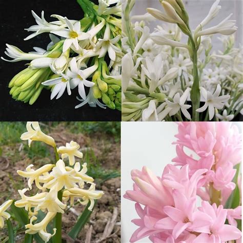 Tuberose In Hindi