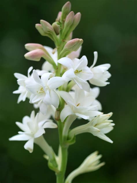 Tuberose Scientific Name