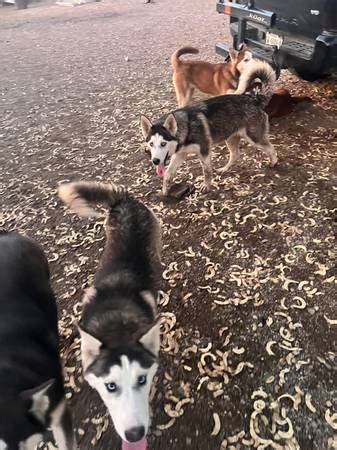 tucson pets "husky" - craigslist