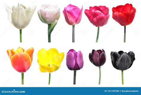 tulip colors
