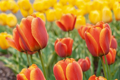 Tulip Flower Gardening Forums Flowers Similar To Tulips - Flowers Similar To Tulips