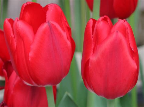 Tulip Scientific Name