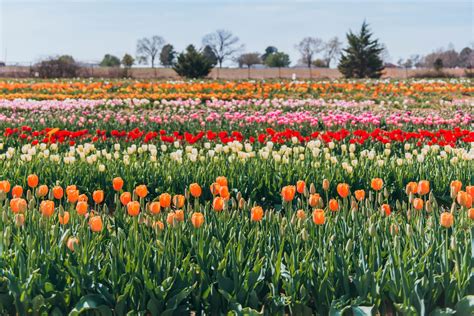 tulip texas