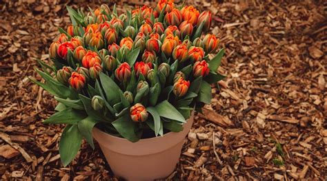 tulips from pot to ground