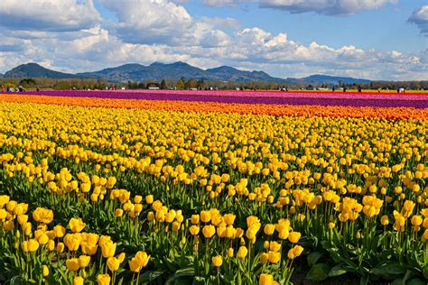tulips washington