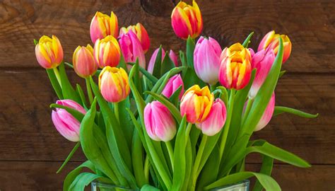 tulpaner temperatur vatten