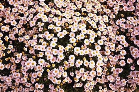 Tumblr Floral Desktop Wallpaper