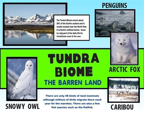 Tundra Biome Research Paper Writing An Academic Term Tundra Biome Worksheet - Tundra Biome Worksheet