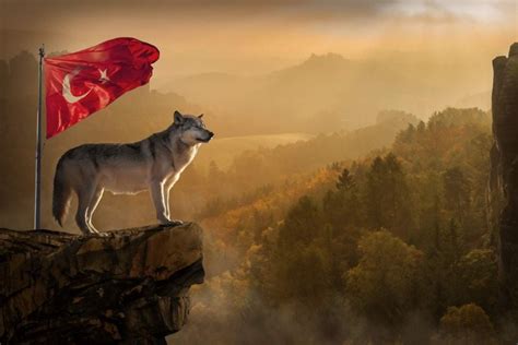 Turkey And Wolf