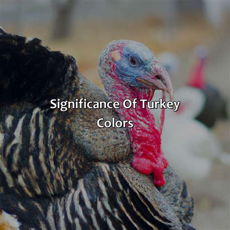 turkey color