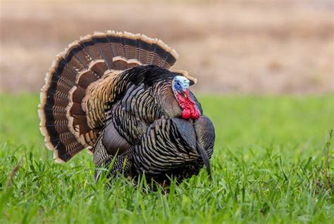 turkey colors