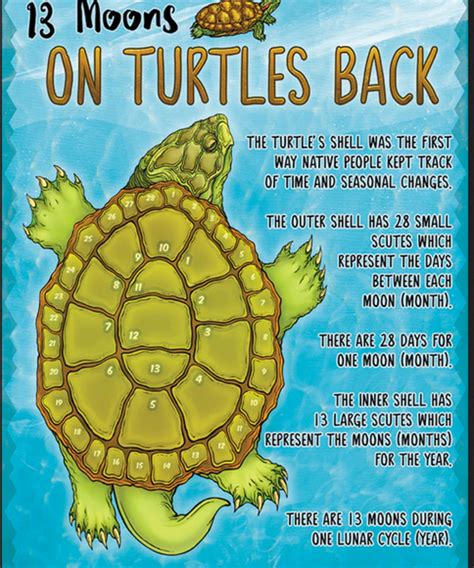 Turtle Back Vs Paper Back