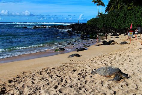 turtle beach hawaii
