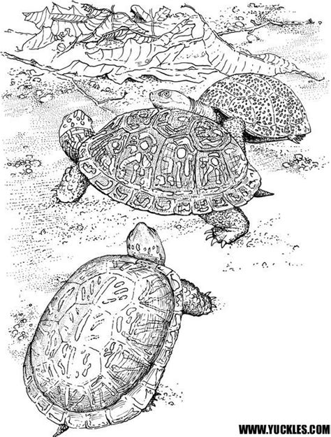 Turtle Coloring Page By Yuckles Coloring Picture Of A Turtle - Coloring Picture Of A Turtle