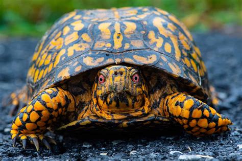 turtle colors