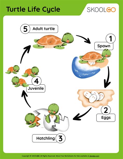 Turtle Life Cycle Free Worksheet Skoolgo Turtle Worksheets For Preschool - Turtle Worksheets For Preschool