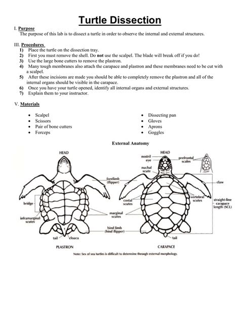Download Turtle Dissection Lab Sheet Answer Key 