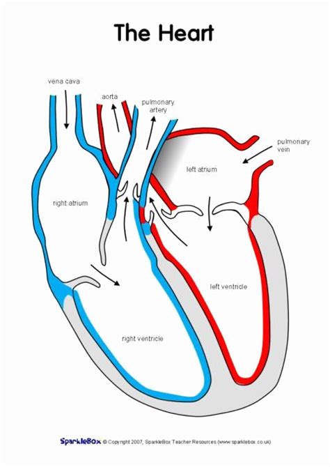 Tutorial 30 Explore Heart Diagram Worksheet Blank 8211 Heart Diagram Blank Worksheet - Heart Diagram Blank Worksheet