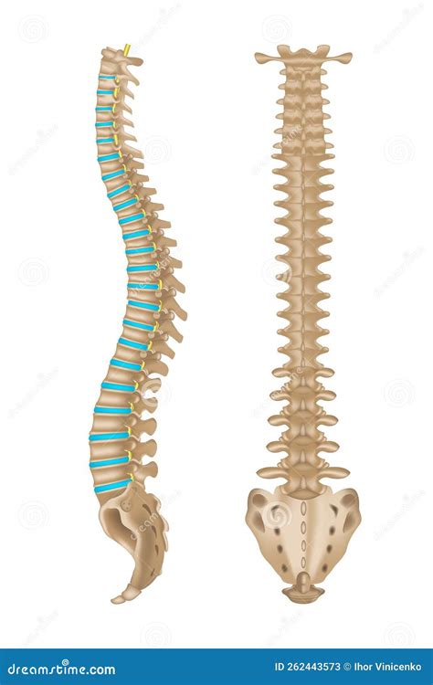 twee zijdig anatomie