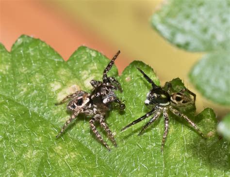 twin flagged jumping spider pet