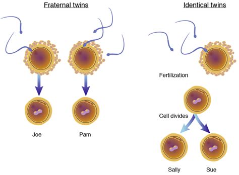 twins do science