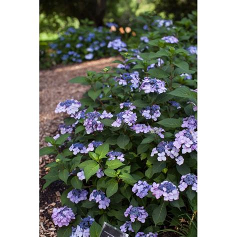twist and shout hydrangea lowes