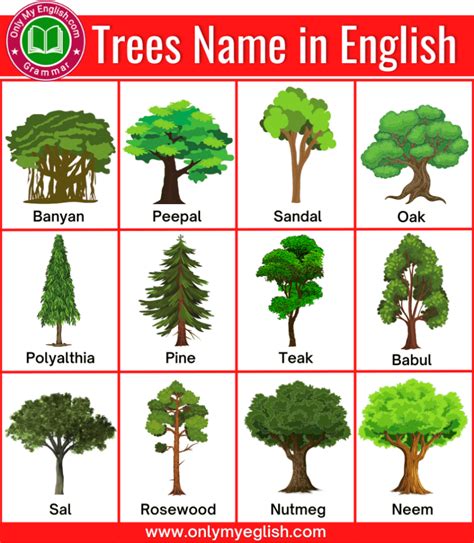 two basic types of trees