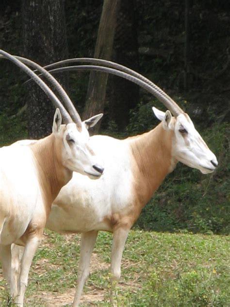 two horns