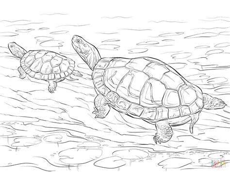 Two Painted Turtles Coloring Page Painted Turtle Coloring Page - Painted Turtle Coloring Page
