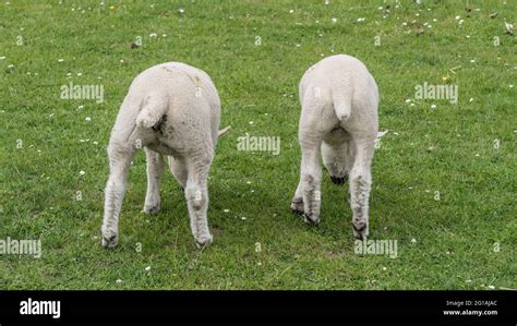 Two Shakes Of A Lamb's Tail