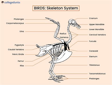 two birds with one bone