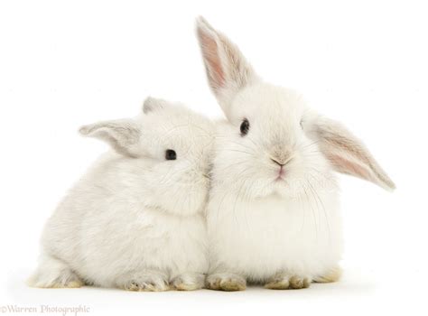Read Two White Rabbits 