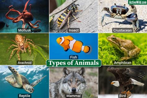Types Of Animal