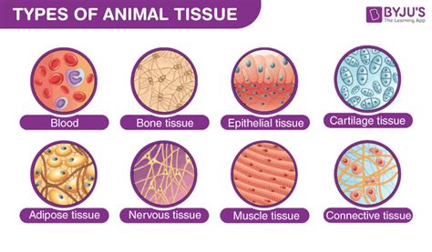 Types Of Animal Tissue