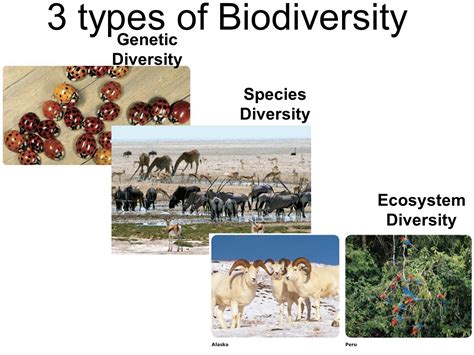 Types Of Biodiversity