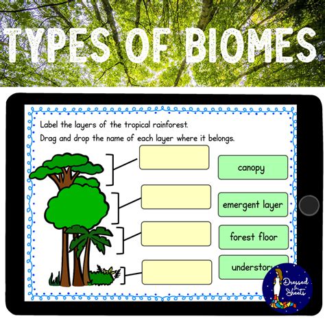 Types Of Biomes Worksheets And Boom Cards Made Biomes Map Worksheet - Biomes Map Worksheet