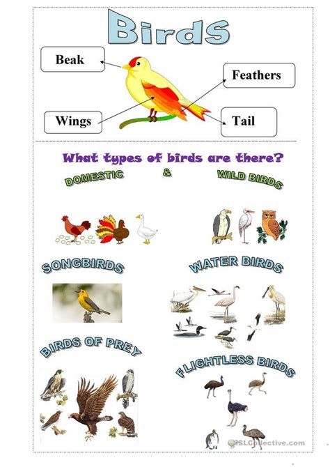 Types Of Birds Worksheet For K 3 Science Birds Worksheet For Grade 3 - Birds Worksheet For Grade 3