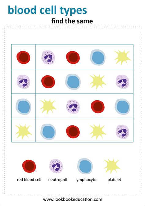 Types Of Blood Cells Printable Worksheet Blood Types Worksheet - Blood Types Worksheet