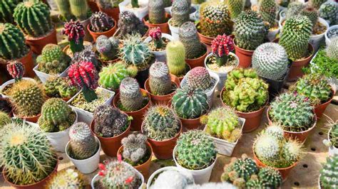 Types Of Cactus