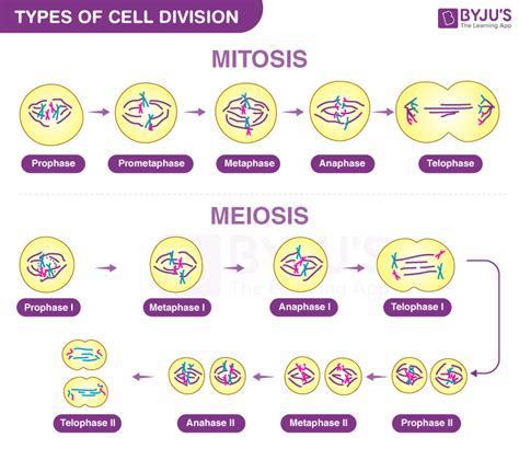 Types Of Cell Division