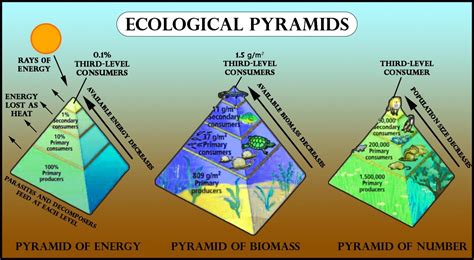 Types Of Ecological Pyramid