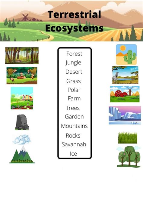 Types Of Ecosystems 5th Grade   Ecosystems Science Lesson For Kids Grades 3 5 - Types Of Ecosystems 5th Grade