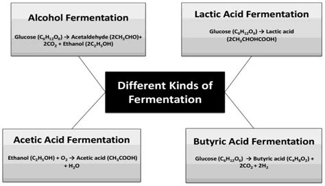 Types Of Fermentation
